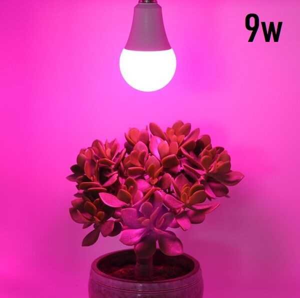 LED full spectrum plant grow light in Bangladesh