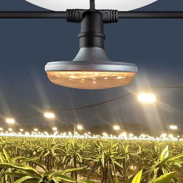 Dragon Fruit Flowering Led Grow Light Outdoor Full Spectrum Warm White 15w